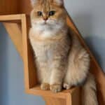 Magnifique chat doré British Shorthair aux yeux verts assis sur une étagère en bois, regardant calmement l'objectif.