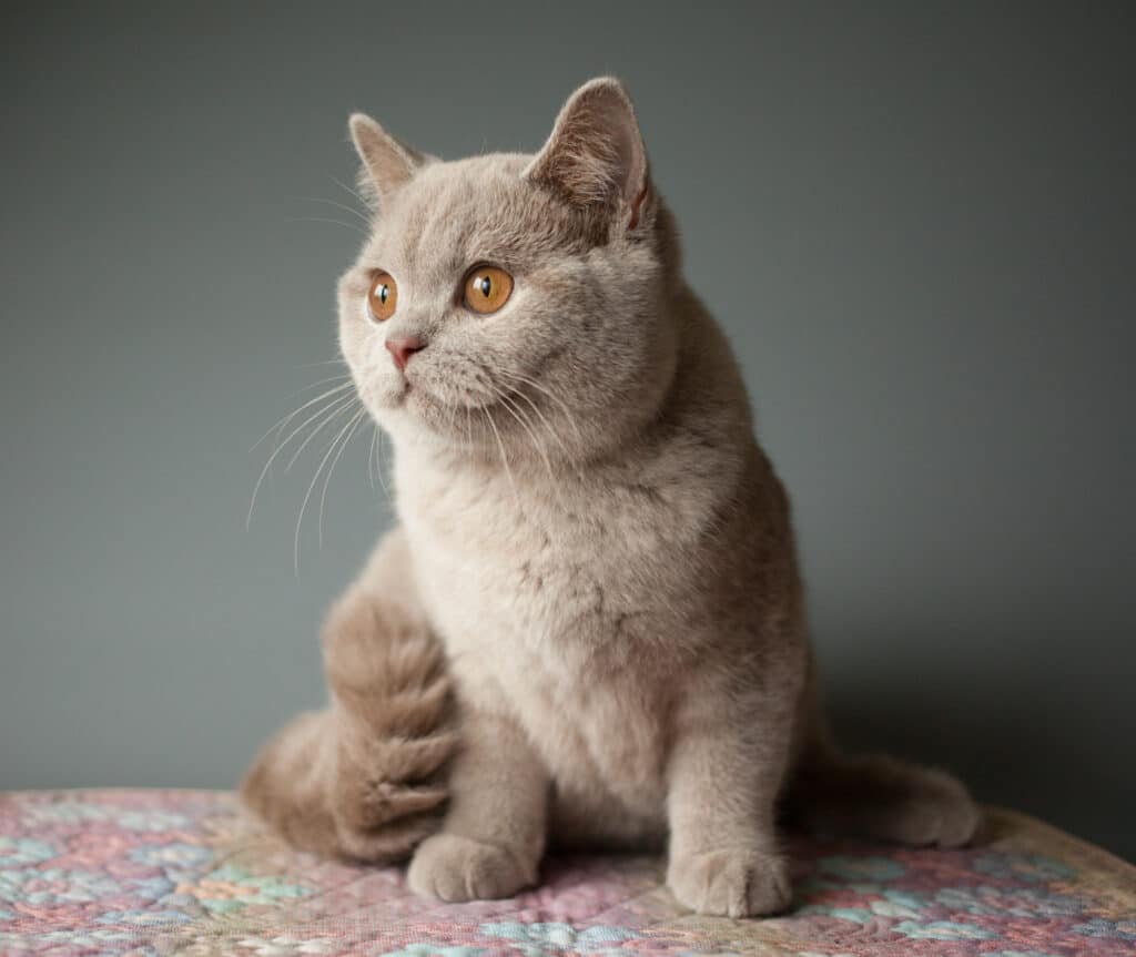 Chat British Shorthair aux yeux or | Adorable chaton lilas Chaton British Shorthair aux yeux or, couleur lilas/fauve, assis calmement sur une couverture colorée devant un mur gris.
