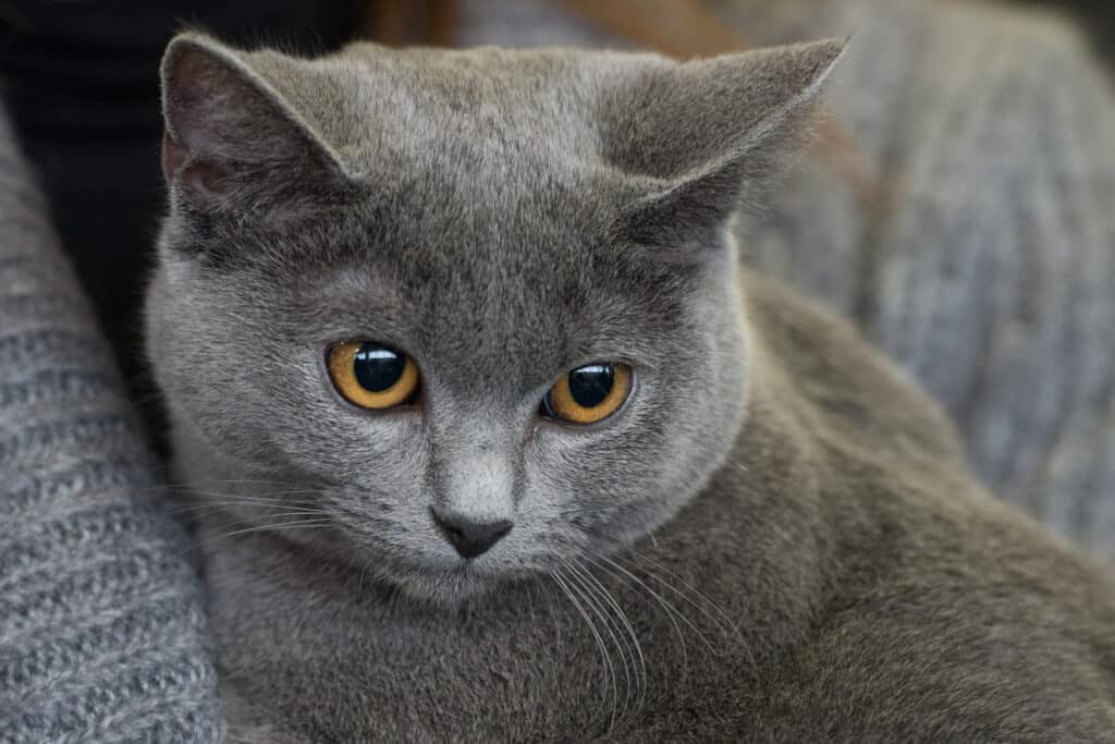 Gros plan d'un chat gris British Shorthair aux yeux ambrés, regardant calmement vers le bas. Son pelage dense et doux est visible.