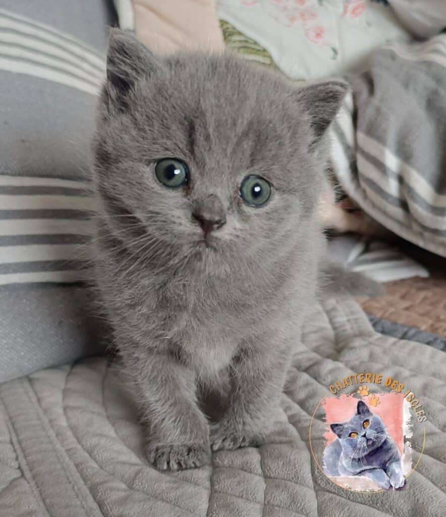 Chaton gris aux yeux bleus intenses, assis sur un plaid. Texte: CHATTERIE DES ISOLES.