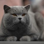 Chat British Shorthair gris aux yeux orange cuivré, allongé et attentif.