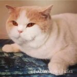 Chat British Shorthair roux et blanc aux yeux orange, Chatterie des Iscles.