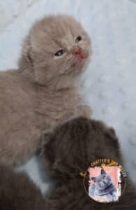 Chaton British Shorthair lilas aux yeux mi-clos sur fond bleu texturé, logo Chatterie des Iscles.