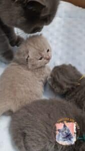 Chatons de la Chatterie des Iscles se reposent sur un plaid douillet. Un chat adulte veille sur la portée.