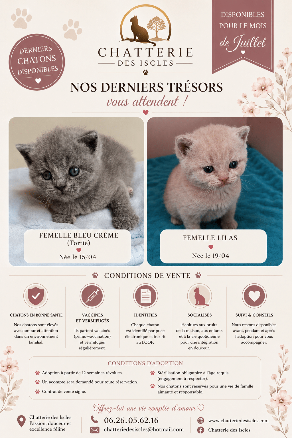 Annonce Chatterie des Iscles : chatons femelles bleu crème et lilas à adopter en juillet. Santé et LOOF garantis.