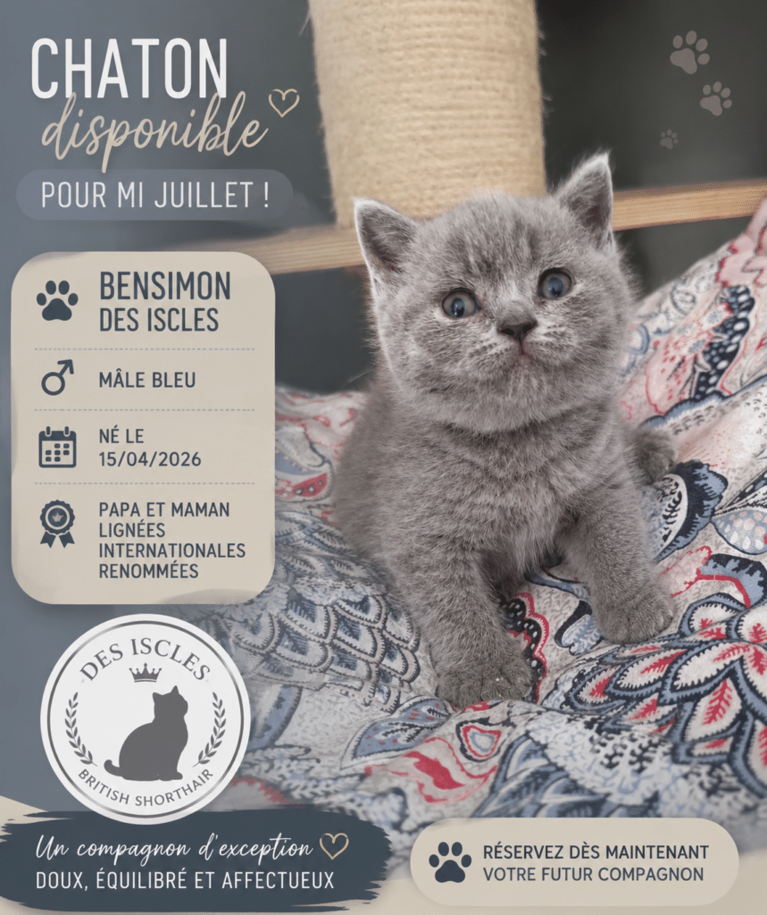 Chaton British Shorthair mâle bleu Bensimon des Iscles né le 15/04/2026. Disponible mi-juillet, doux et affectueux.