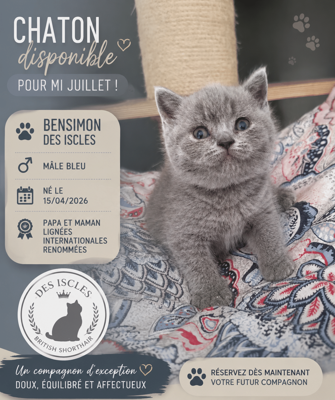 Chaton British Shorthair mâle bleu Bensimon des Iscles né le 15/04/2026. Disponible mi-juillet, doux et affectueux.