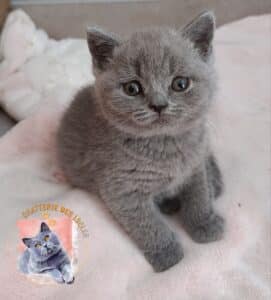 Chaton British Shorthair gris aux grands yeux sur couverture rose. Logo Chatterie des Iscles inclus.
