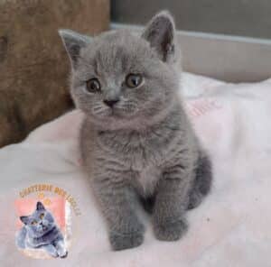 Chaton British Shorthair bleu assis sur un plaid rose, logo Chatterie des Iscles.