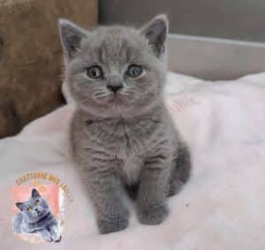 Chaton British Shorthair gris assis sur plaid blanc, logo Chatterie des Iscles. Regard curieux et attendrissant.