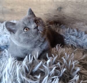 Chaton British Shorthair gris aux yeux cuivrés sur panier duveteux.