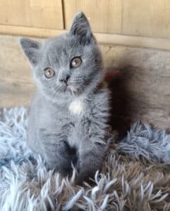 Chaton British Shorthair gris aux yeux ambrés assis sur un tapis shaggy gris.