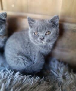Chaton gris aux yeux ambrés assis sur un tapis duveteux, regard calme.