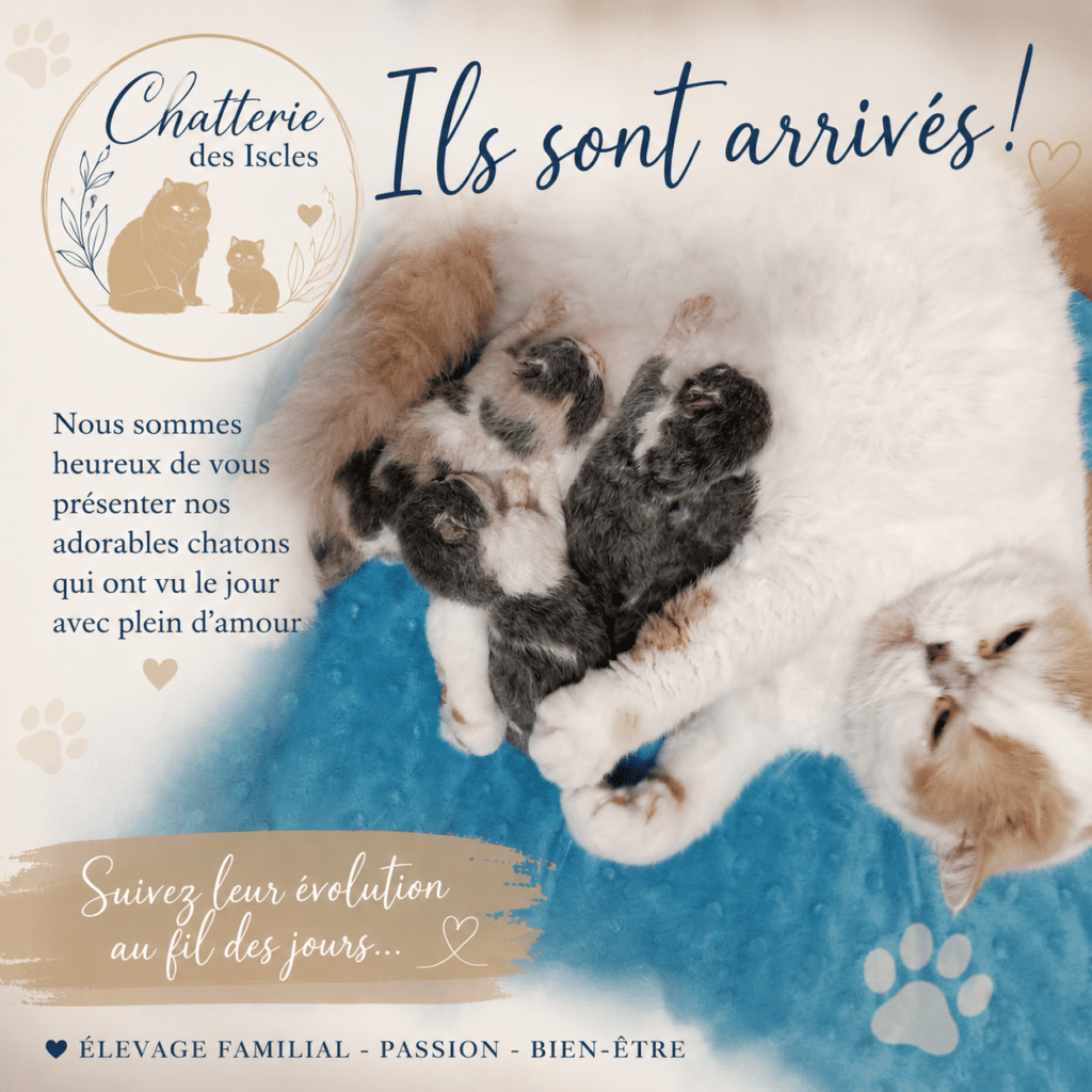 Maman chat et ses nouveau-nés à la Chatterie des Iscles. Texte : Ils sont arrivés ! Suivez leur évolution.