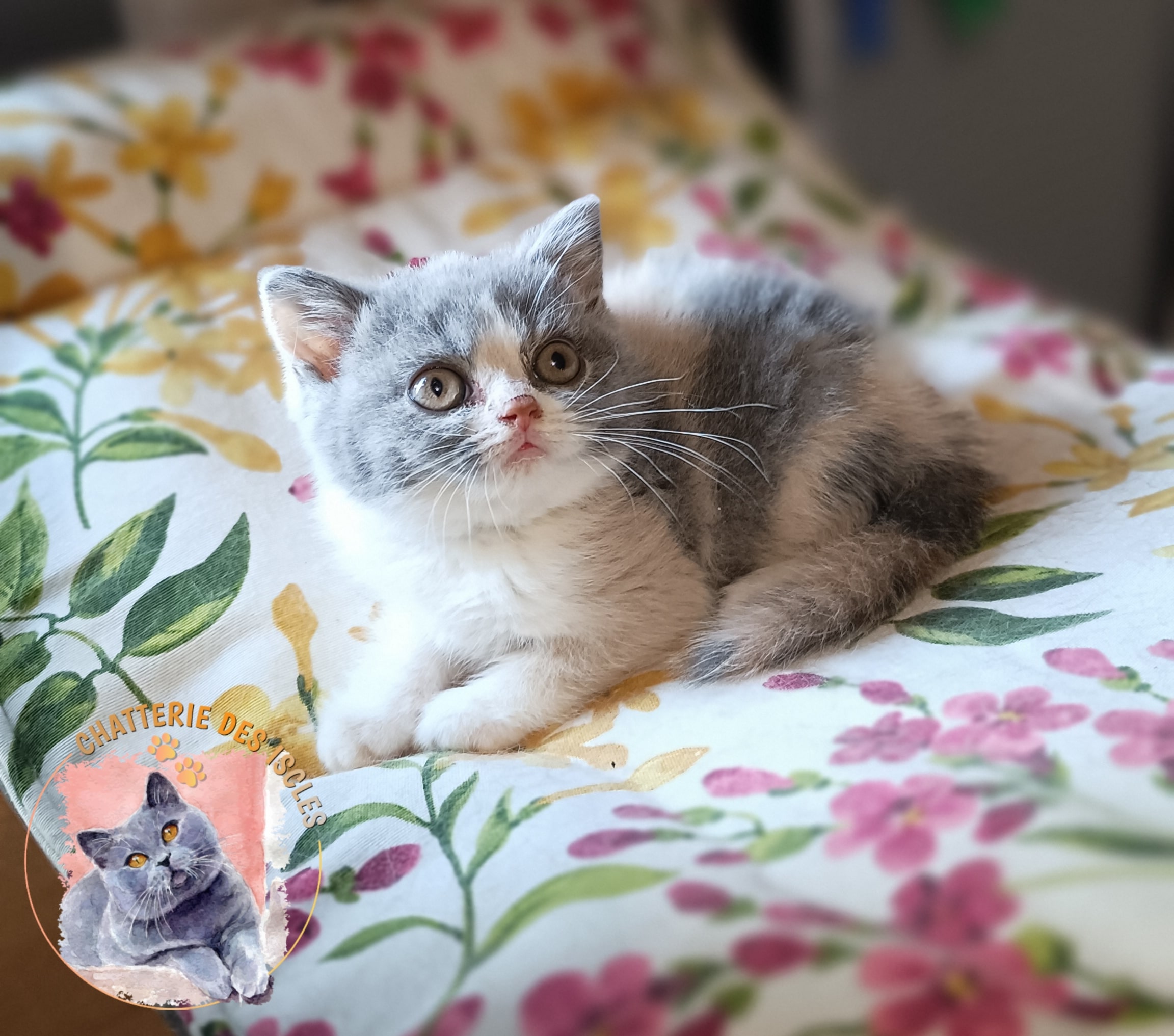 Nouveaux petits chatons