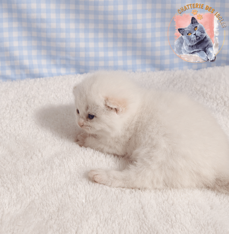 Petit chaton blanc pelucheux de la Chatterie des Iscles sur un fond bleu et blanc.